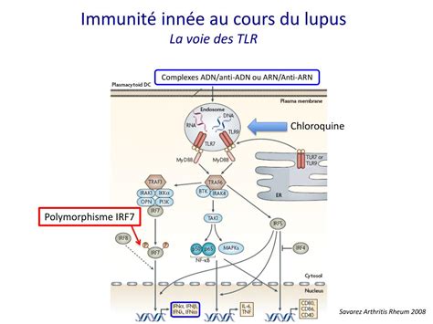 Ppt Physiopathologie Du Lupus Ryth Mateux Syst Mique Powerpoint