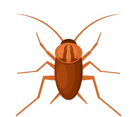 Cockroach Svg Vector Uidownload