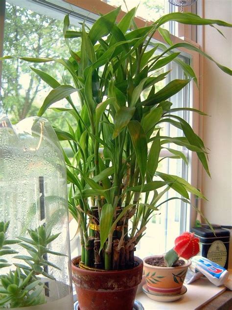 Lucky Bamboo Care Growing Dracaena Sanderiana 1000 In 2020 Lucky Bamboo Care Indoor