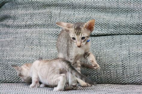 Minskin Cat - All About This Unique Cat Breed!