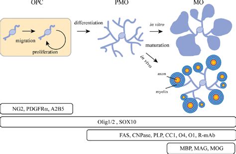 Oligodendrocyte Diagram