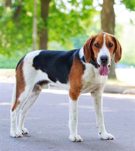 How Intelligent Is A Beagle Harrier
