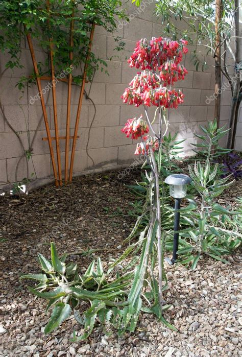 Xeriscaping Estilo Desierto De Arizona Decorado Con Suculentas