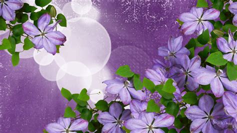 Lavender Flowers Wallpapers | Movie HD Wallpapers