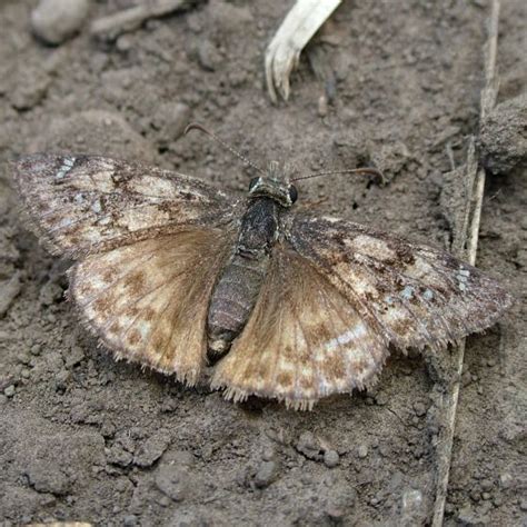 Light Colored Duskywing Erynnis Horatius BugGuide Net