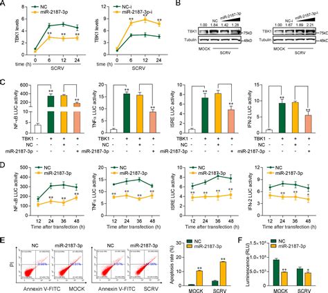 Long Noncoding RNA MIR2187HG Suppresses TBK1 Mediated Antiviral