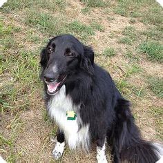 Pictures of Keira a Collie/Borzoi Mix for adoption in Powell, OH who ...