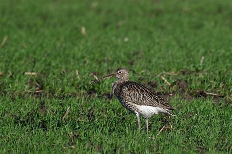 Bird Curlew Ornithology - Free photo on Pixabay - Pixabay