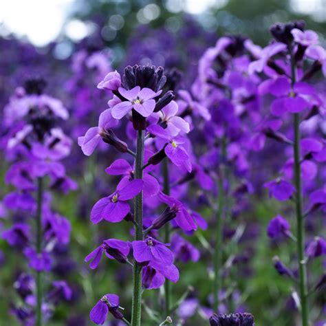 Erysimum Bowles Mauve Claire Austin