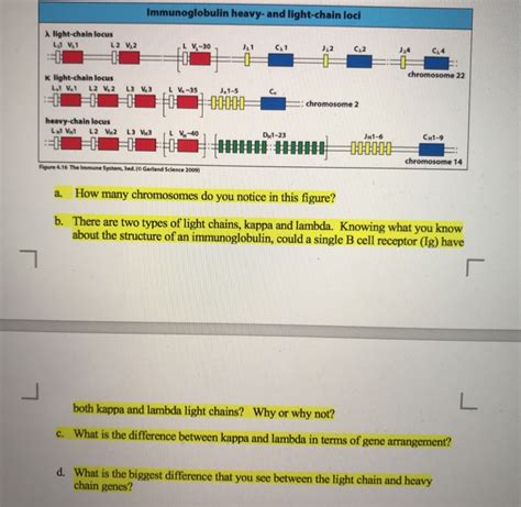 Solved Immunoglobulin heavy-and light-chain loci ? | Chegg.com
