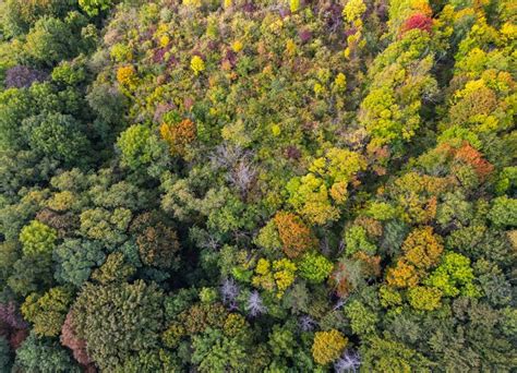 Bericht von Özdemir Wald in Deutschland macht Klimaziele nicht einfacher