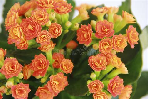 Flores De Kalanchoe Laranja Num Fundo Branco Imagem De Stock Imagem