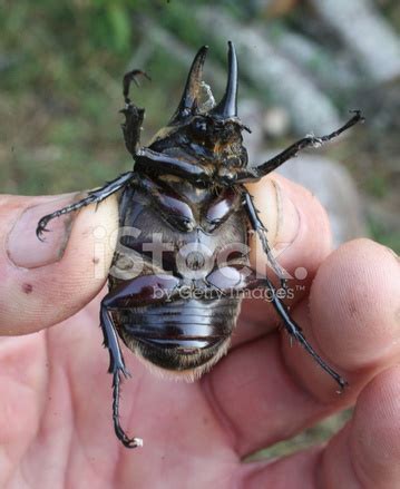 Hercules Beetle Stock Photo | Royalty-Free | FreeImages