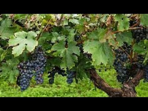 Je Suis la Vigne Véritable vous êtes les sarments Jean 15 1 8 YouTube