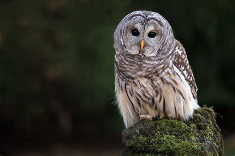 Barred Owl