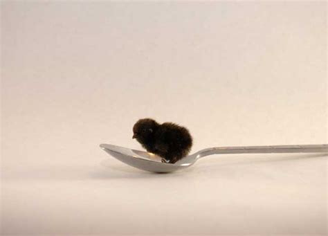 These Button Quail Chicks Are Super Tiny, Super Cute, And Are