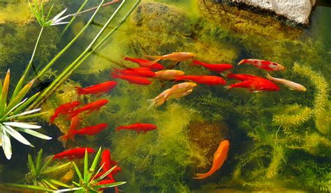 Les Poissons Rouges Jardiland Poisson Rouge Okgo Net