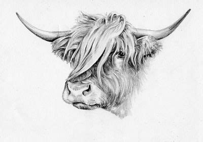 Cow Pencil Drawing at PaintingValley.com | Explore collection of Cow Pencil Drawing