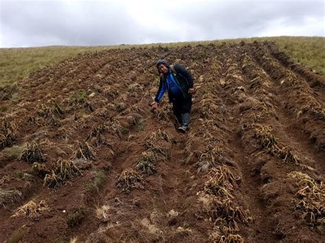 Huánuco 70 Hectáreas De Papa Se Perdieron Por Las Heladas En Pachas