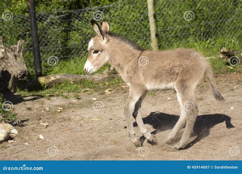 Baby Donkey In The New Forest Hampshire Royalty Free Stock Photography