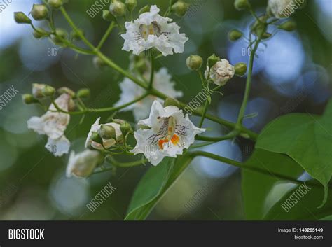 Northern Catalpa Image & Photo (Free Trial) | Bigstock