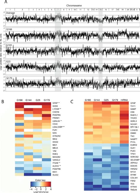 Differential Protein Expression Heatmap Of Protein Expressions From