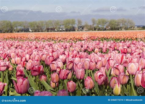 Tulip Field in the Netherlands Stock Photo - Image of growth, pink ...