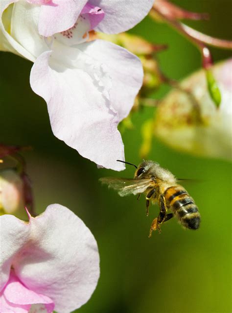 Honey bee conservation | David Woodfall Images