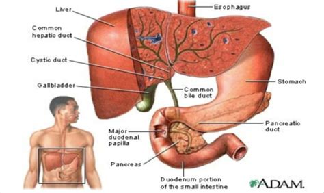 LIFE MAINTENANCE GUT Bile Gallbladder And Stones Flashcards Quizlet