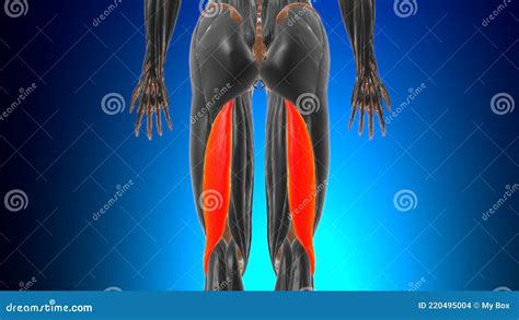 Long Head Of Biceps Femoris Muscle Anatomy For Medical Concept D Stock