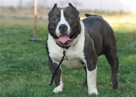 price  pitbull