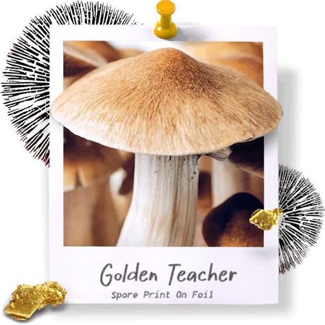 Golden Teacher Spore Print Cubensis Spores On Foil Spores101