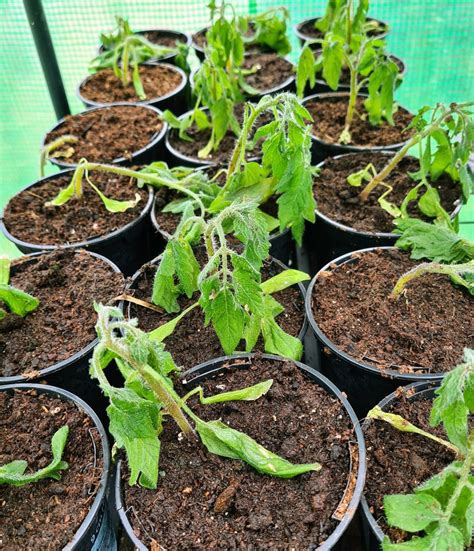 Why Are My Tomato Plants Wilting Causes And Prevention Down To Earth With Jim