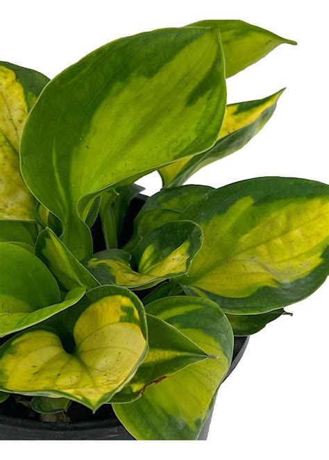 Hosta 'Rainforest Sunrise' - The Garden Corner