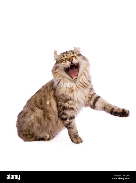 Laughing Cat Stock Photos & Laughing Cat Stock Images - Alamy