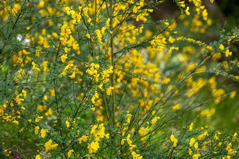 Names Of Yellow Spring Shrubs