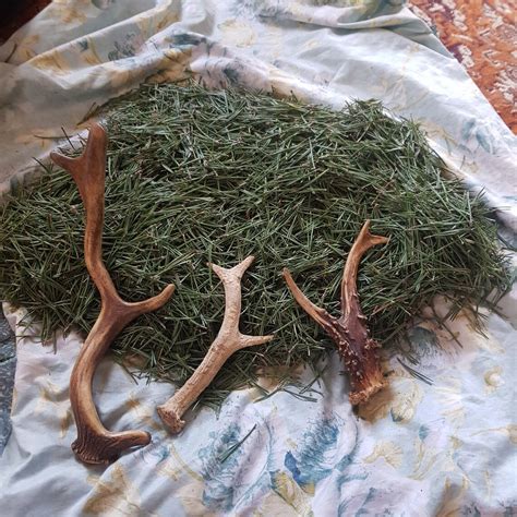 White Pine Needle Tea Wild And Pure Suramin Magical Herbs Etsy Canada