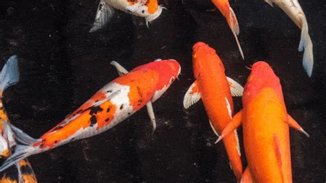 Can Koi Fish Survive The Winter Backyard University