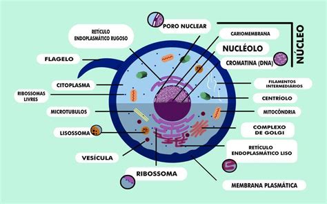 As Celulas E Os Organismos Librain