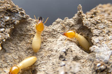 How To Spot A Termite Infestation Tmo Pest Control