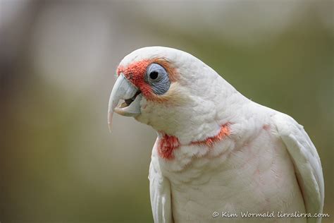 Long Billed Corella 5 Kim Wormald Lirralirra