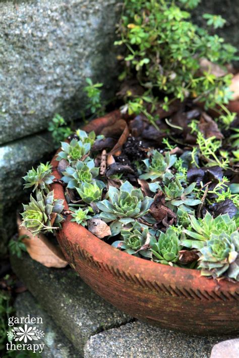 Overwinter Succulents to Keep Them Beautiful All Year Long - Garden Therapy