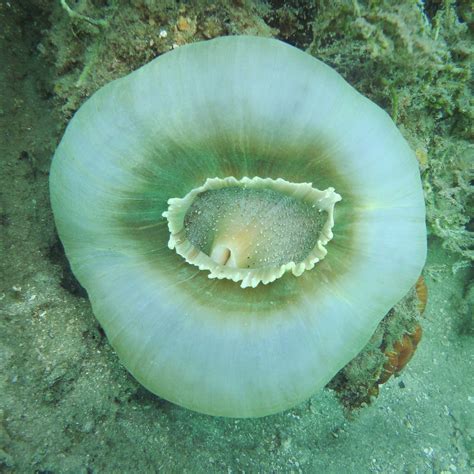 Corallimorpharian Snorkelling At Tufi Wharf Papua New Gui Jan