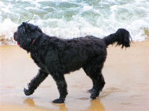 10 Dog Breeds With Webbed Feet And Why Hubpages