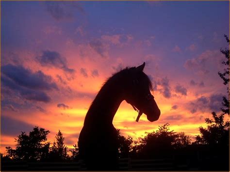 🔥 [90+] Horses at Sunset Wallpapers | WallpaperSafari