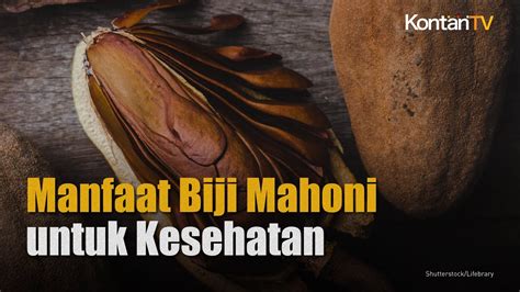 Manfaat Biji Mahoni Untuk Kesehatan Kontan News Youtube