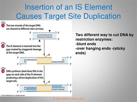 Ppt Chapter Transposable Genetic Elements Powerpoint Presentation