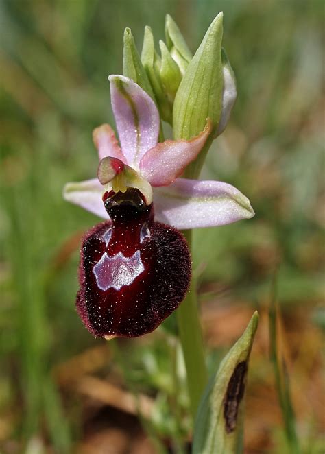 Ophrys Catalaunica