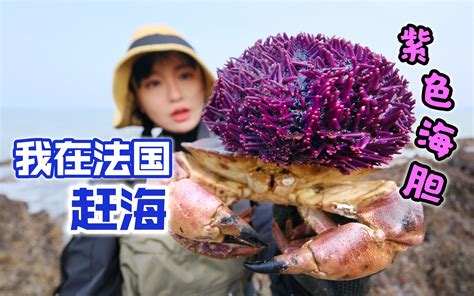 在法国赶海，捡到拳头大海胆，做道家常煎蛋滑嫩鲜甜 Yooupi食途 Yooupi食途 哔哩哔哩视频