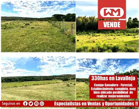 Venta Campo En Lavalleja Has Ganadero Bueno Y Forestal Con Renta